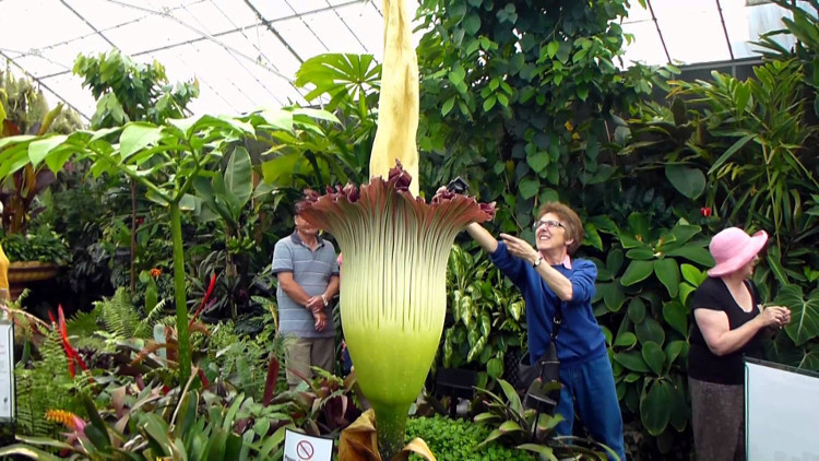 Hoa Titan Arum