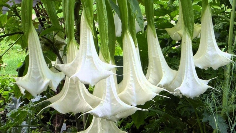 Loài hoa có tên thường gọi là Hoa loa kèn này được mệnh danh là 
