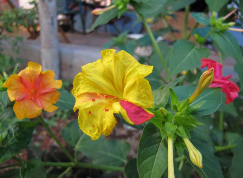 ﻿﻿Tại Việt Nam, loài hoa này còn được biết tới với tên gọi là hoa phấn hay yên chi.