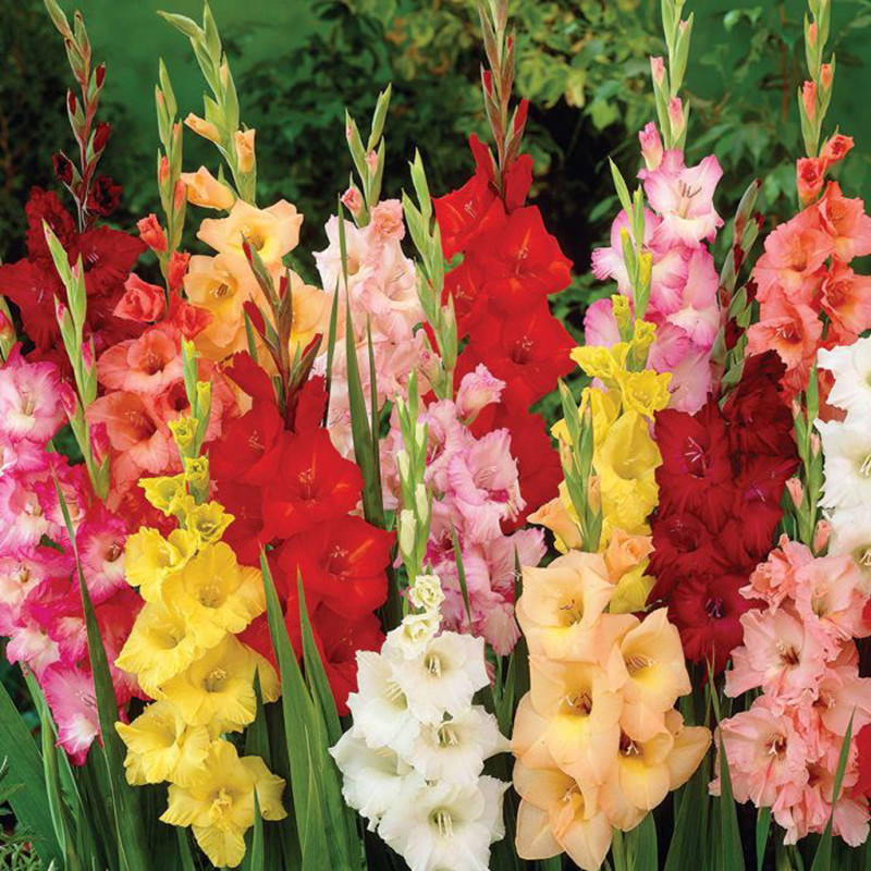 Hoa Lay Ơn là loài hoa phổ biến và được đặc biệt ưa chuộng trong những dịp Tết
