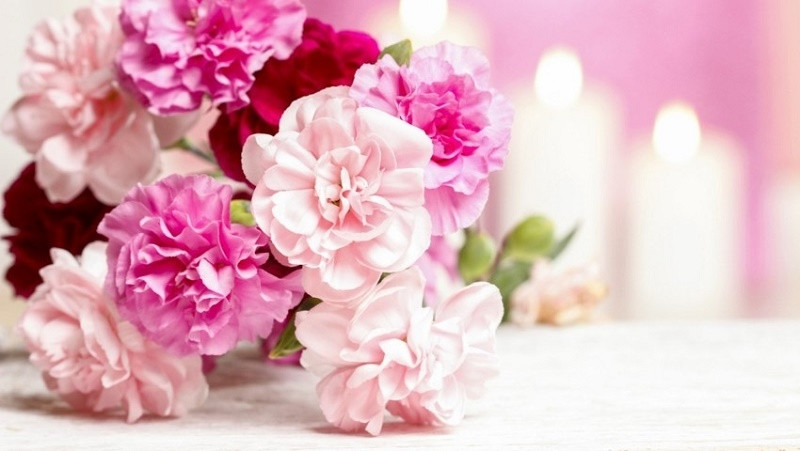 Hoa cẩm chướng muôn màu muôn sắc