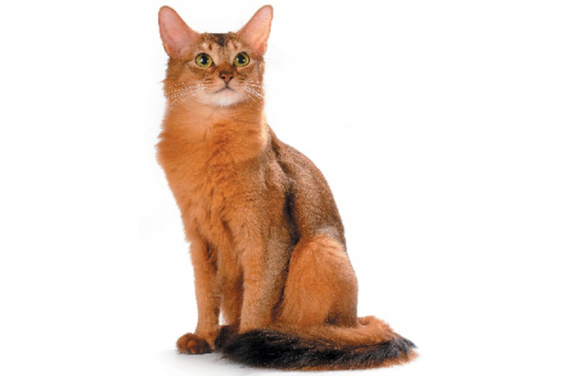 Mèo Somali có nguồn gốc từ cao nguyên Abyssinie của Mỹ