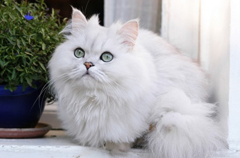 Một trong những giống mèo rất dễ thương là giống mèo Ba Tư
