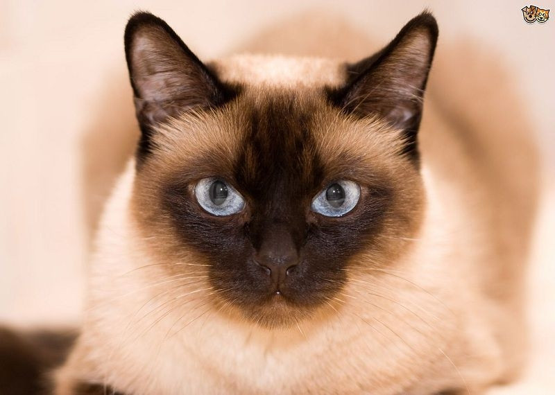 Đôi mắt xanh biếc của mèo Xiêm