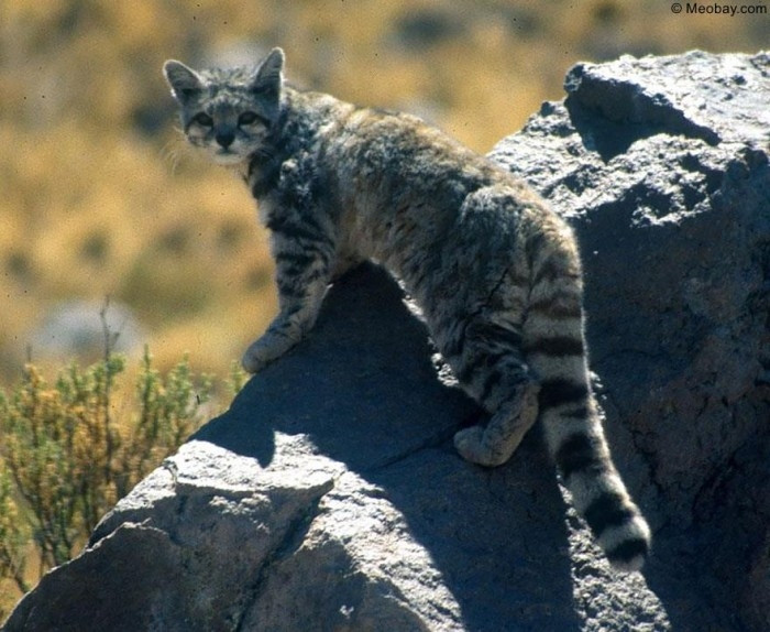 Mèo núi Andes
