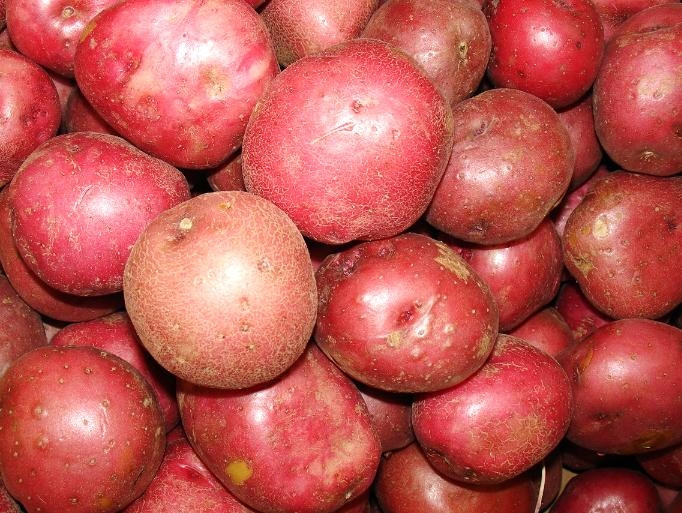 Khoai tây màu đỏ còn mang đến cho bạn làn da hồng hào vì nó chứa nhiều dưỡng chất nguồn gốc thực vật