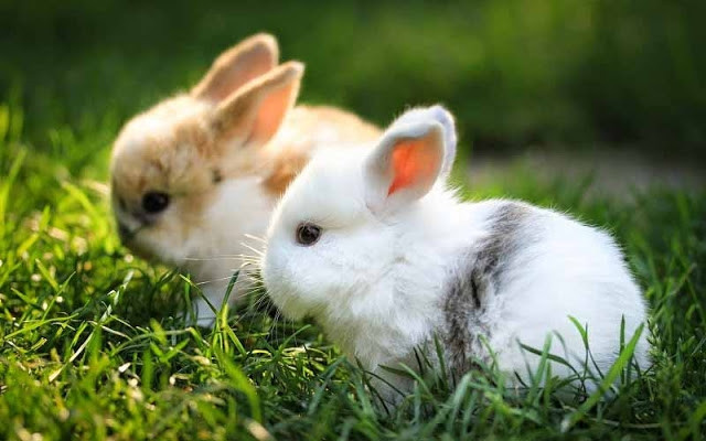 Nhìn 2 chú thỏ dưới nắng rực rỡ thật xinh đẹp