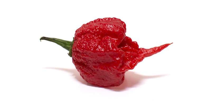 Loại ớt cay nhất thế giới- Carolina Reaper