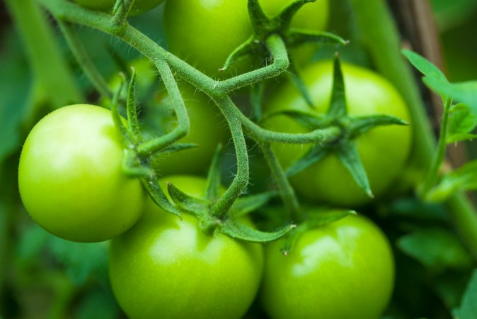 Cà chua xanh gây nguy hiểm