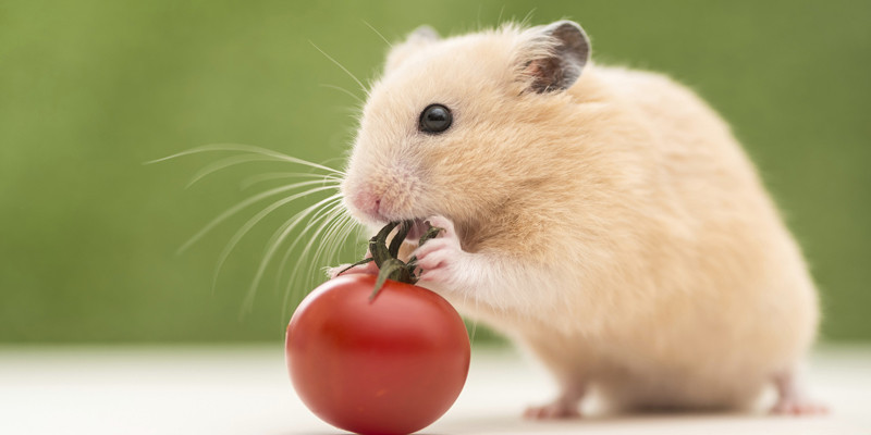 Chuột thuộc top 10 loài vật thông minh nhất thế giới