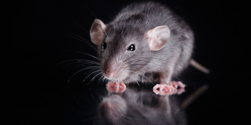 Chuột là một trong những loài vật thông minh
