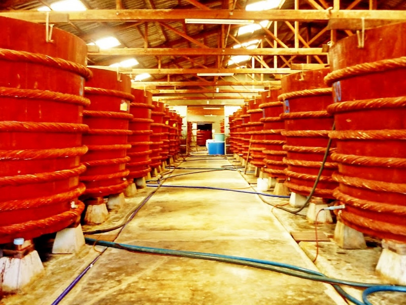 Quá trình ủ khi sản xuất làm tăng lượng B12 trong nước mắm