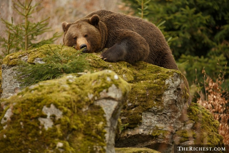 Giới chức tại Alaska đã ban hành luật cấm chụp ảnh với gấu