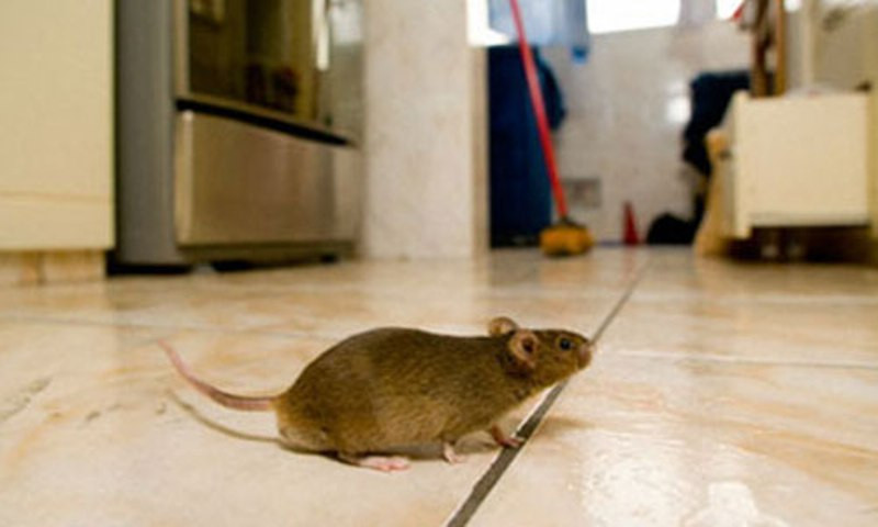 Hãy để những con chuột tránh xa nhà bạn với máy đuổi chuột
