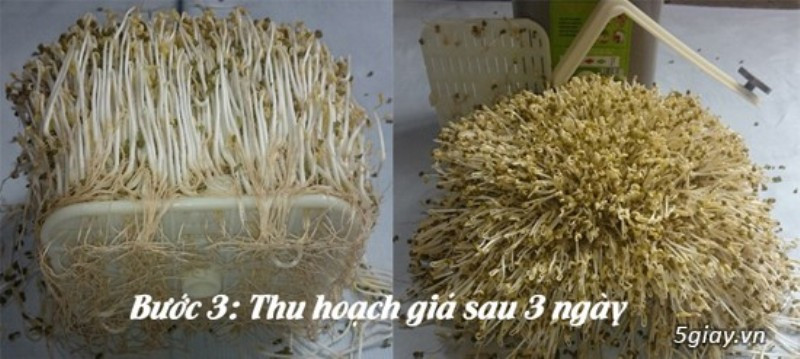 Máy làm giá đỗ đa năng BKST thu hoạch nhanh và năng suất