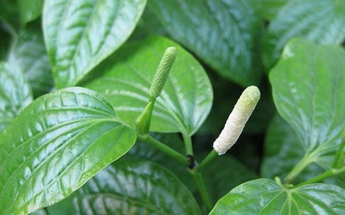 Lá trầu tươi có tính khử mùi hiệu quả, giúp loại bỏ mùi hôi chân nhanh chóng và triệt để.