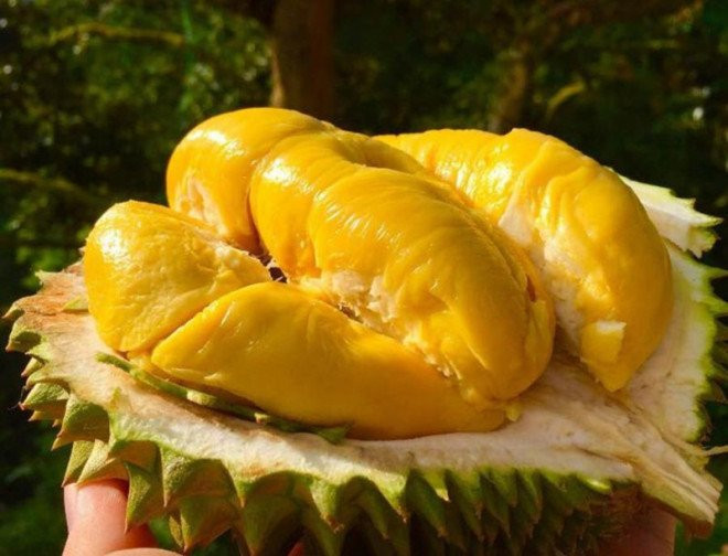 Không nên ăn sầu riêng vào dịp Tết