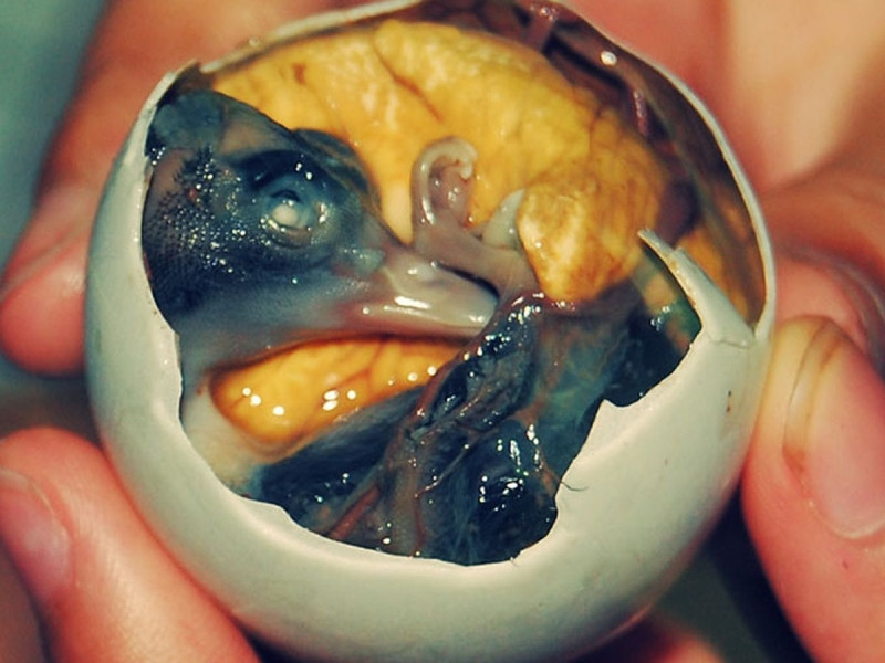 Trứng lộn với con vịt non đã thành hình nằm trong phôi vàng