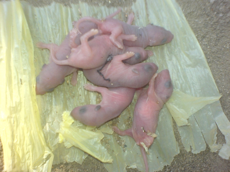 Chuột bao tử sống là một món ăn kinh dị có nguồn gốc từ Trung Quốc