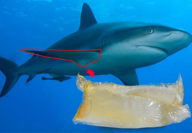 Vi cá mập cũng là một trong những món ăn đắt đỏ nhất