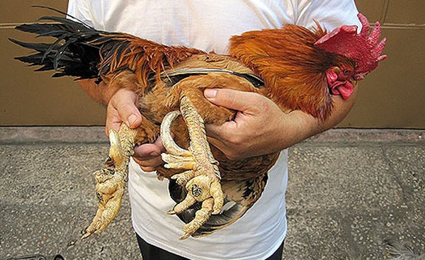 Từ lâu, gà chín cựa vẫn được biết đến như một giống gà quý hiếm ở Việt Nam