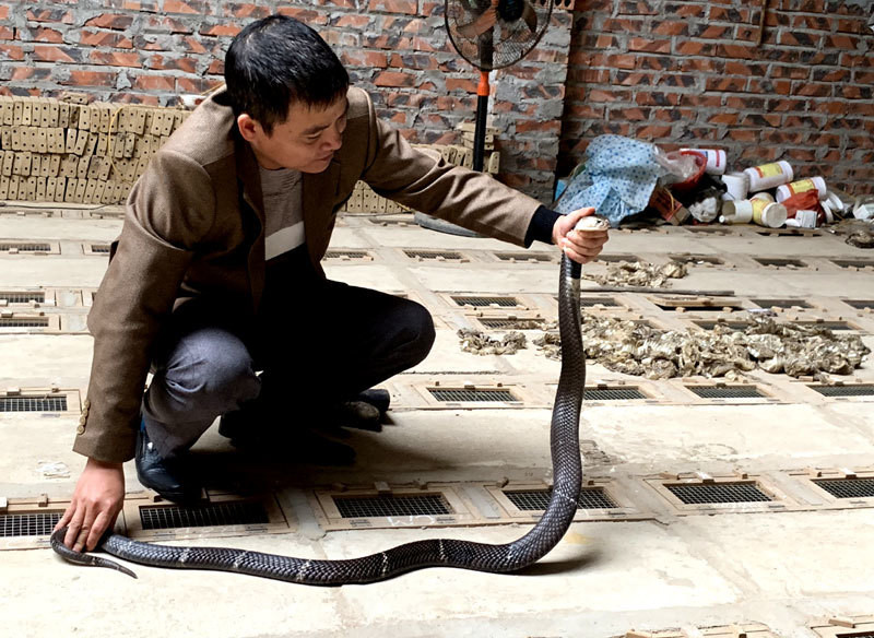 Nghề nuôi rắn ở xã Vĩnh Sơn có nguồn gốc từ cuối thế kỷ thứ 19