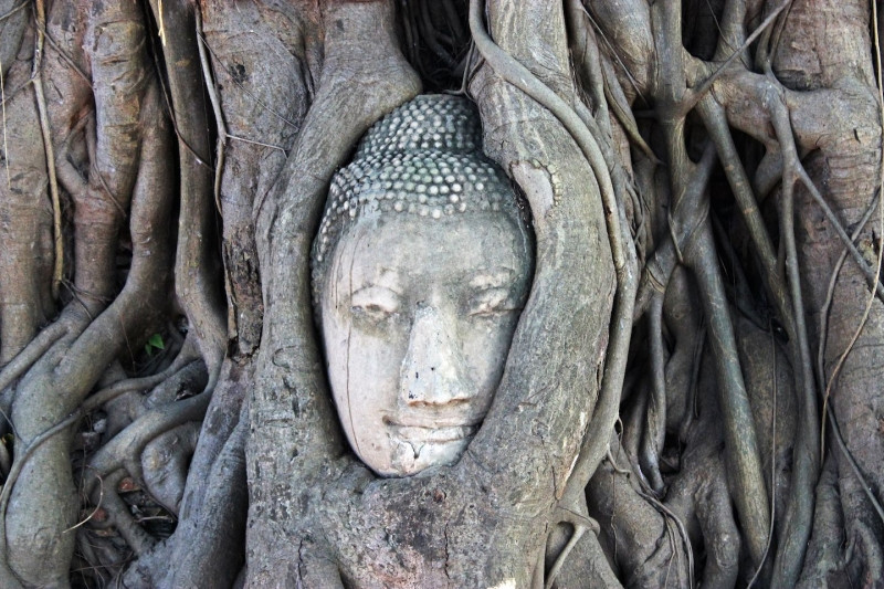 Bức tượng Phật nằm trong thân cây