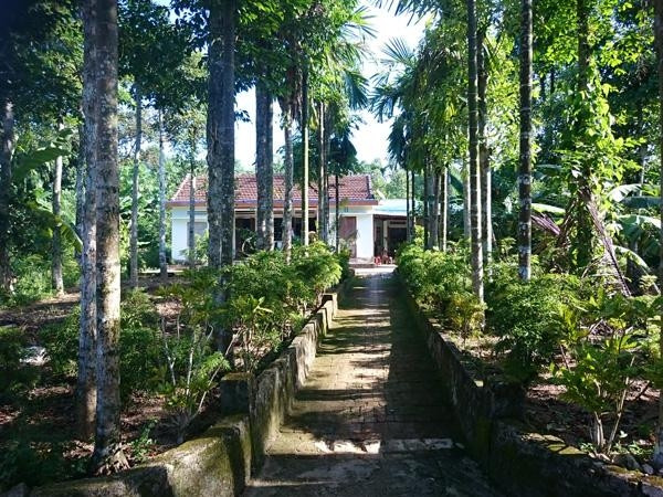 Những hàng cây xanh mơn mởn níu chân du khách khi đến làng cổ Lộc Yên.