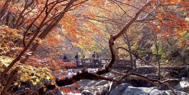 Vào mùa thu cây lá vàng, lá đỏ thi nhau nở rộ trên ngọn núi Jirisan