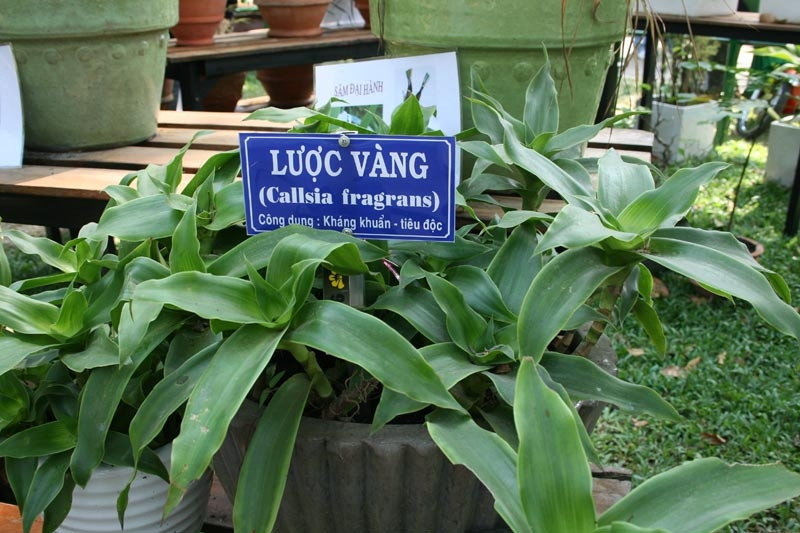 Cây lược vàng