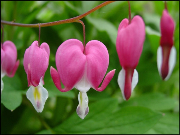 Hoa Ti-gôn, loài hoa đã được nhắc đến trong thơ T.T.K.H