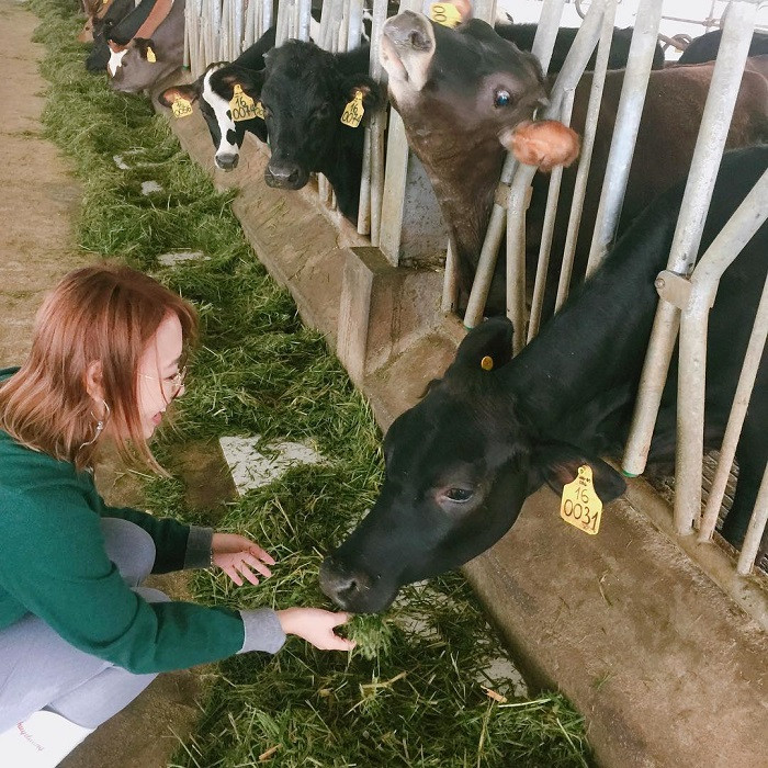 Vinamilk Organic Milk Farm