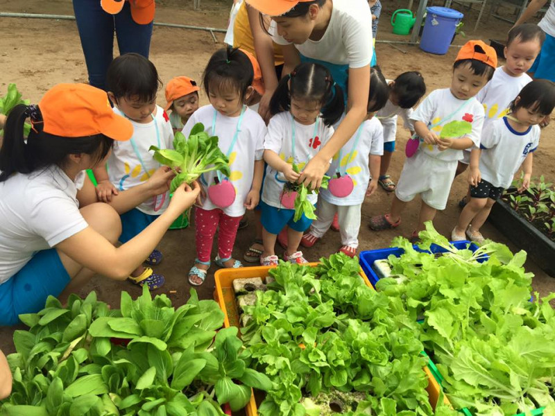 Các bé được học cách thu hoạch rau tại Nông Trại Cánh Cam
