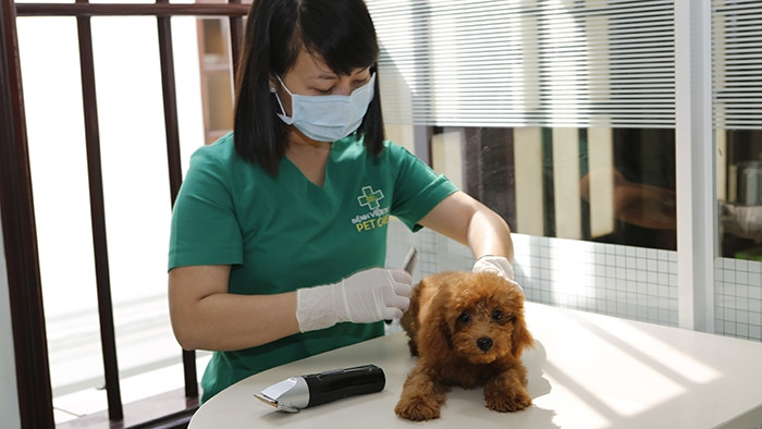 Bệnh viện thú y PetCare là địa chỉ tin cậy để bạn đưa thú cưng đến thăm khám, chẩn đoán bệnh