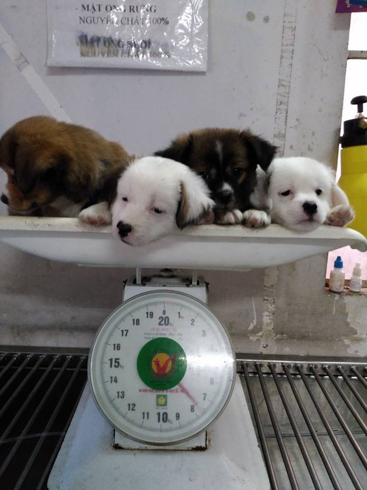 Phòng khám thú y Lucky Pet Clinic