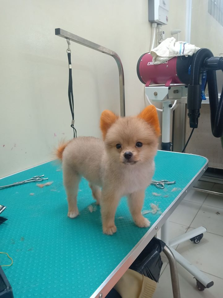 Phòng mạch thú y Petplus