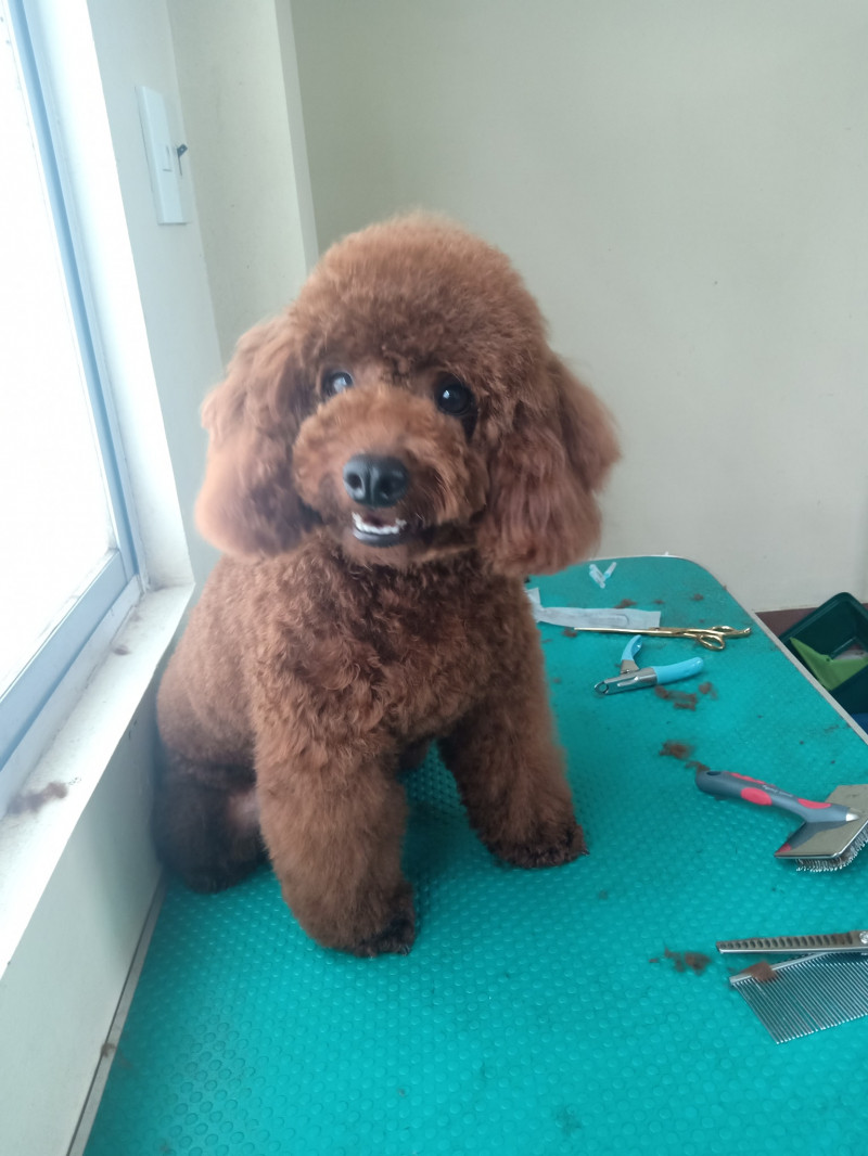 Phòng mạch thú y Petplus