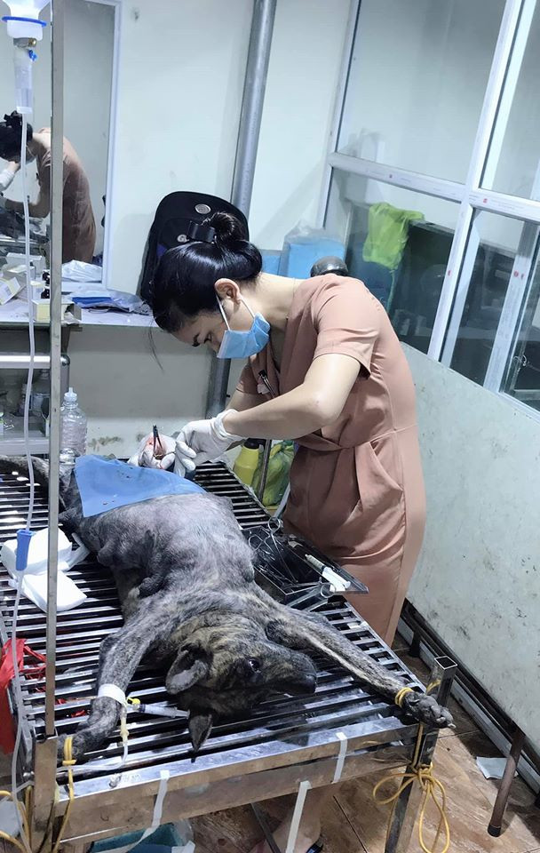 Phòng Khám Thú Y Pet Care