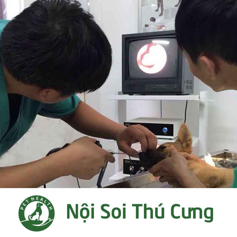 Bệnh viện Thú Y Pethealth Đông Anh