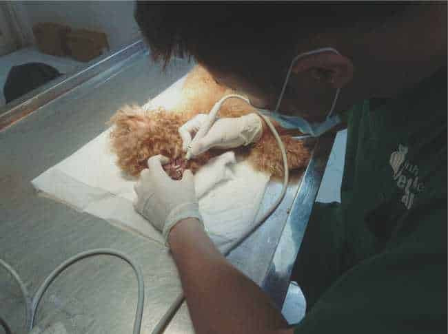 Bệnh viện thú y Pethealth