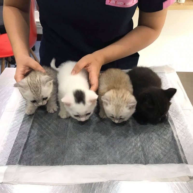 Bệnh viện Samyang Animal Clinic