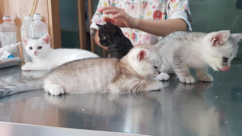 Bệnh viện Samyang Animal Clinic