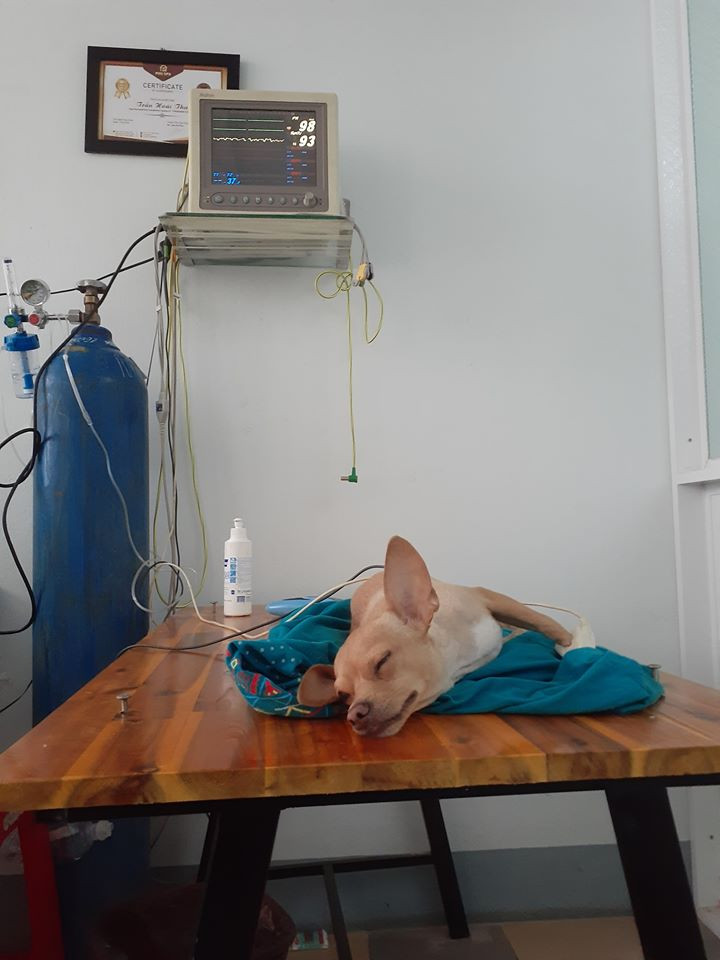 Phòng Khám Pet Health