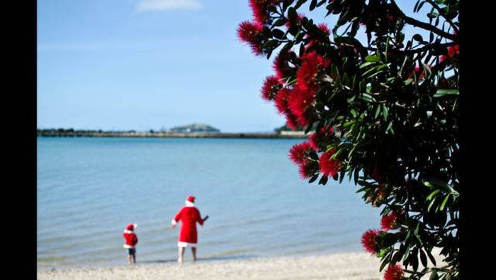 Cây pohutukawa là cây đặc trưng của lễ Giáng sinh ở New Zealand