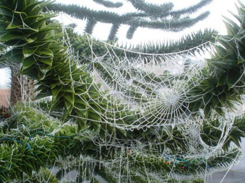 Trang trí cây thông noel bằng mạng nhện của người dân Ukraine