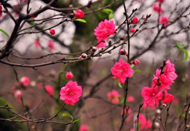 Hoa đào, loài hoa đặc trưng cho Tết miền Bắc