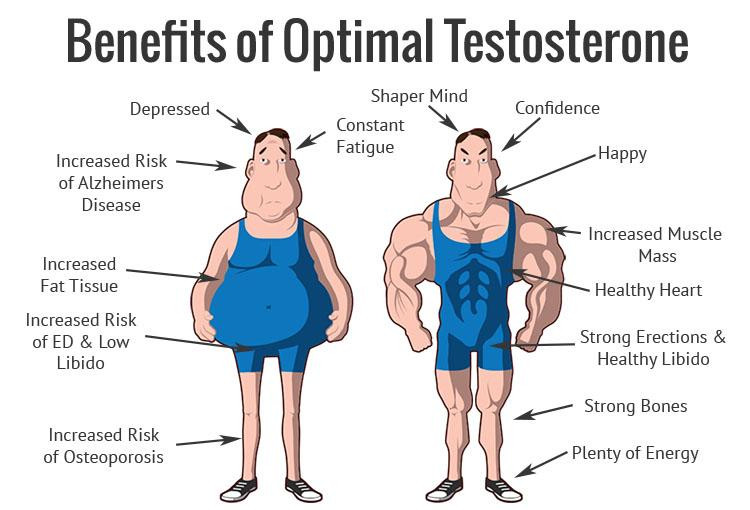 Hormon sinh dục nam testosterone rất quan trọng
