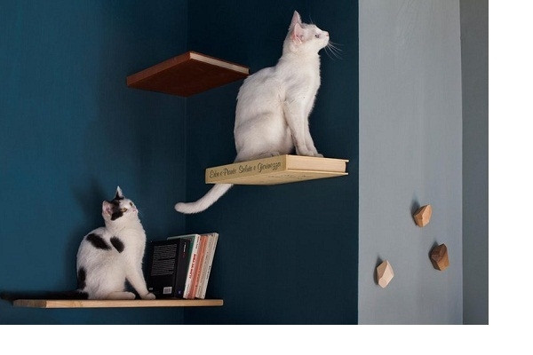 Romeow Cat Bistrot là một quán cà phê mèo