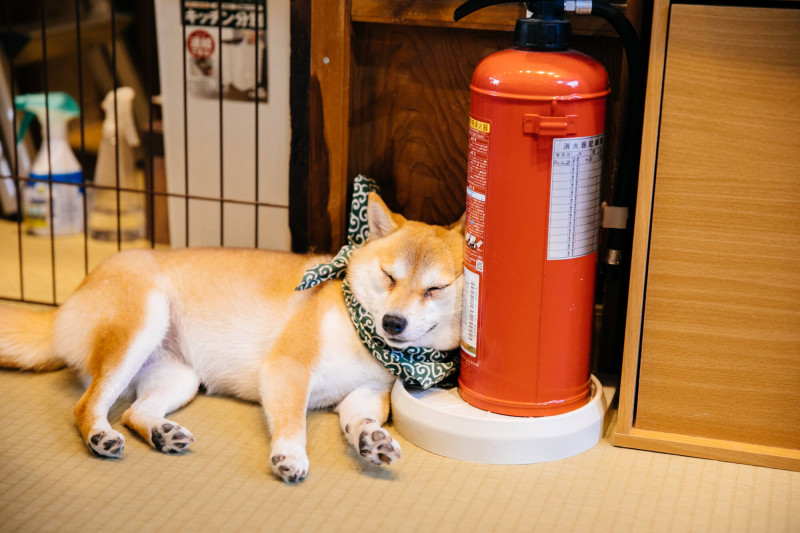 Coffe Mame – Shiba