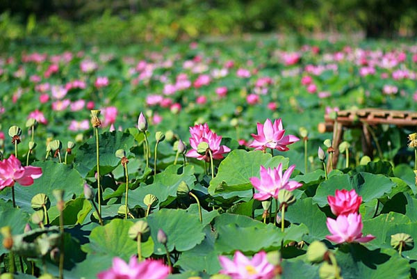 Hoa sen được Việt Nam và Ấn Độ chọn là quốc hoa